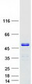 TSSC4 Protein - Purified recombinant protein TSSC4 was analyzed by SDS-PAGE gel and Coomassie Blue Staining