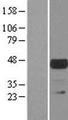 TSSK1B Protein - Western validation with an anti-DDK antibody * L: Control HEK293 lysate R: Over-expression lysate