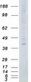 TSSK2 Protein - Purified recombinant protein TSSK2 was analyzed by SDS-PAGE gel and Coomassie Blue Staining