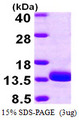 TSTD1 Protein