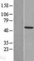 TSTD2 Protein - Western validation with an anti-DDK antibody * L: Control HEK293 lysate R: Over-expression lysate