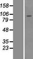 TTC21B Protein - Western validation with an anti-DDK antibody * L: Control HEK293 lysate R: Over-expression lysate