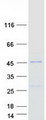 TTC23L / FLJ25439 Protein - Purified recombinant protein TTC23L was analyzed by SDS-PAGE gel and Coomassie Blue Staining