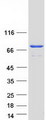 TTC25 Protein - Purified recombinant protein TTC25 was analyzed by SDS-PAGE gel and Coomassie Blue Staining