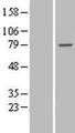 TTC30B Protein - Western validation with an anti-DDK antibody * L: Control HEK293 lysate R: Over-expression lysate