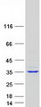 TTC33 Protein - Purified recombinant protein TTC33 was analyzed by SDS-PAGE gel and Coomassie Blue Staining