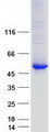 TTC38 Protein - Purified recombinant protein TTC38 was analyzed by SDS-PAGE gel and Coomassie Blue Staining