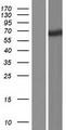 TTC39A Protein - Western validation with an anti-DDK antibody * L: Control HEK293 lysate R: Over-expression lysate