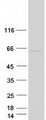 TTC39A Protein - Purified recombinant protein TTC39A was analyzed by SDS-PAGE gel and Coomassie Blue Staining
