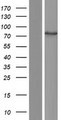 TTC39B Protein - Western validation with an anti-DDK antibody * L: Control HEK293 lysate R: Over-expression lysate