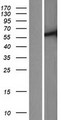 TTC39C Protein - Western validation with an anti-DDK antibody * L: Control HEK293 lysate R: Over-expression lysate