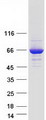 TTC39C Protein - Purified recombinant protein TTC39C was analyzed by SDS-PAGE gel and Coomassie Blue Staining