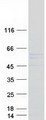 TTC8 Protein - Purified recombinant protein TTC8 was analyzed by SDS-PAGE gel and Coomassie Blue Staining