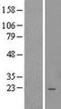 TTC9C Protein - Western validation with an anti-DDK antibody * L: Control HEK293 lysate R: Over-expression lysate
