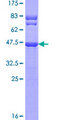 TTC9C Protein - 12.5% SDS-PAGE of human TTC9C stained with Coomassie Blue