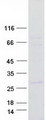TTC9C Protein - Purified recombinant protein TTC9C was analyzed by SDS-PAGE gel and Coomassie Blue Staining