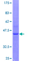 TTF / RHOH Protein - 12.5% SDS-PAGE of human RHOH stained with Coomassie Blue