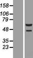 TTI2 / C8orf41 Protein - Western validation with an anti-DDK antibody * L: Control HEK293 lysate R: Over-expression lysate