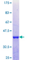 TTLL1 Protein - 12.5% SDS-PAGE Stained with Coomassie Blue.