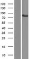 TTLL10 Protein - Western validation with an anti-DDK antibody * L: Control HEK293 lysate R: Over-expression lysate