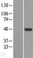 TTLL10 Protein - Western validation with an anti-DDK antibody * L: Control HEK293 lysate R: Over-expression lysate
