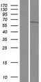 TTLL11 Protein - Western validation with an anti-DDK antibody * L: Control HEK293 lysate R: Over-expression lysate