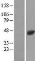 TTPAL / C20orf121 Protein - Western validation with an anti-DDK antibody * L: Control HEK293 lysate R: Over-expression lysate
