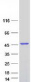 TTPAL / C20orf121 Protein - Purified recombinant protein TTPAL was analyzed by SDS-PAGE gel and Coomassie Blue Staining