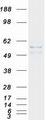 TUBA3D / Tubulin Alpha 3D Protein - Purified recombinant protein TUBA3D was analyzed by SDS-PAGE gel and Coomassie Blue Staining