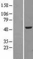 TUBA4A / TUBA1 Protein - Western validation with an anti-DDK antibody * L: Control HEK293 lysate R: Over-expression lysate