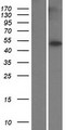 TUBB8 / Tubulin Beta 8 Protein - Western validation with an anti-DDK antibody * L: Control HEK293 lysate R: Over-expression lysate
