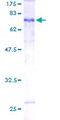 TUBE1 / Tubulin Epsilon Protein - 12.5% SDS-PAGE of human TUBE1 stained with Coomassie Blue
