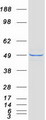 TUBE1 / Tubulin Epsilon Protein - Purified recombinant protein TUBE1 was analyzed by SDS-PAGE gel and Coomassie Blue Staining