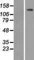 TUBGCP5 / GPC5 Protein - Western validation with an anti-DDK antibody * L: Control HEK293 lysate R: Over-expression lysate