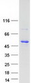 TUFT1 Protein - Purified recombinant protein TUFT1 was analyzed by SDS-PAGE gel and Coomassie Blue Staining