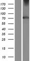 TULP4 Protein - Western validation with an anti-DDK antibody * L: Control HEK293 lysate R: Over-expression lysate