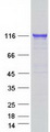TXNDC11 Protein - Purified recombinant protein TXNDC11 was analyzed by SDS-PAGE gel and Coomassie Blue Staining