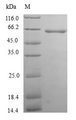 TXNDC5 / ERP46 Protein - (Tris-Glycine gel) Discontinuous SDS-PAGE (reduced) with 5% enrichment gel and 15% separation gel.