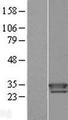TXNDC9 Protein - Western validation with an anti-DDK antibody * L: Control HEK293 lysate R: Over-expression lysate
