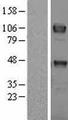 TYRO3 Protein - Western validation with an anti-DDK antibody * L: Control HEK293 lysate R: Over-expression lysate