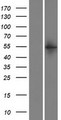 TYW1B Protein - Western validation with an anti-DDK antibody * L: Control HEK293 lysate R: Over-expression lysate