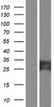 TYW3 Protein - Western validation with an anti-DDK antibody * L: Control HEK293 lysate R: Over-expression lysate