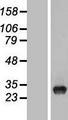 TYW3 Protein - Western validation with an anti-DDK antibody * L: Control HEK293 lysate R: Over-expression lysate