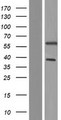 UAP1L1 Protein - Western validation with an anti-DDK antibody * L: Control HEK293 lysate R: Over-expression lysate