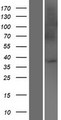 UBAC2 Protein - Western validation with an anti-DDK antibody * L: Control HEK293 lysate R: Over-expression lysate