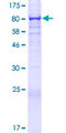 UBASH3B / STS-1 Protein - 12.5% SDS-PAGE of human UBASH3B stained with Coomassie Blue