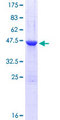 UBE2F Protein - 12.5% SDS-PAGE of human UBE2F stained with Coomassie Blue