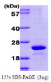 UBE2L6 Protein