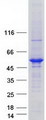 UBE2Q2 Protein - Purified recombinant protein UBE2Q2 was analyzed by SDS-PAGE gel and Coomassie Blue Staining