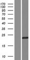UBE2QL1 Protein - Western validation with an anti-DDK antibody * L: Control HEK293 lysate R: Over-expression lysate